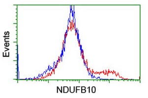 NDUFB10 Antibody (clone OTI1H6)