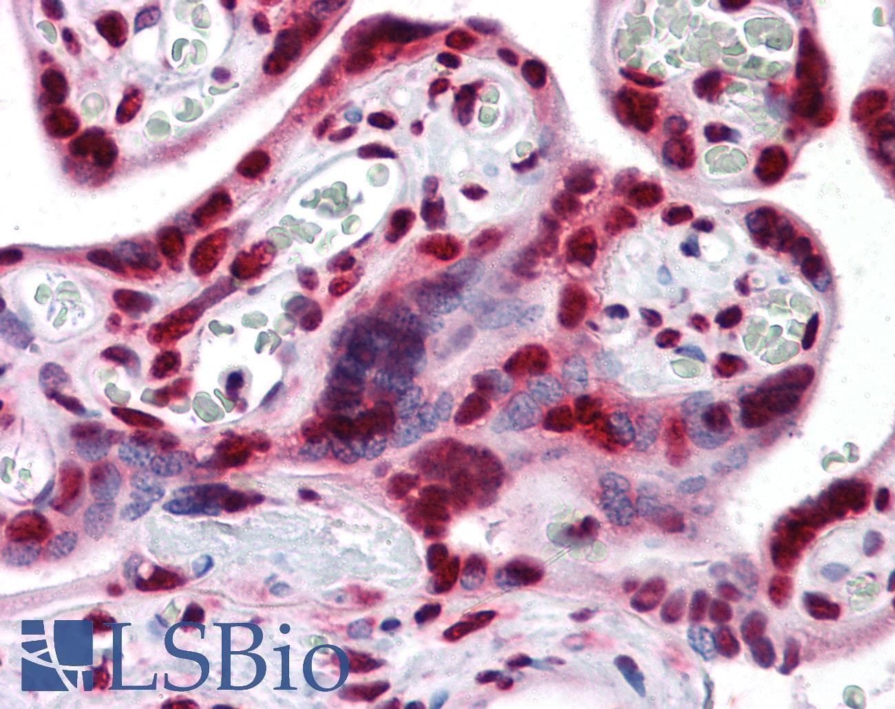 IHC-plus™ PTBP1 Antibody (clone 3H8)