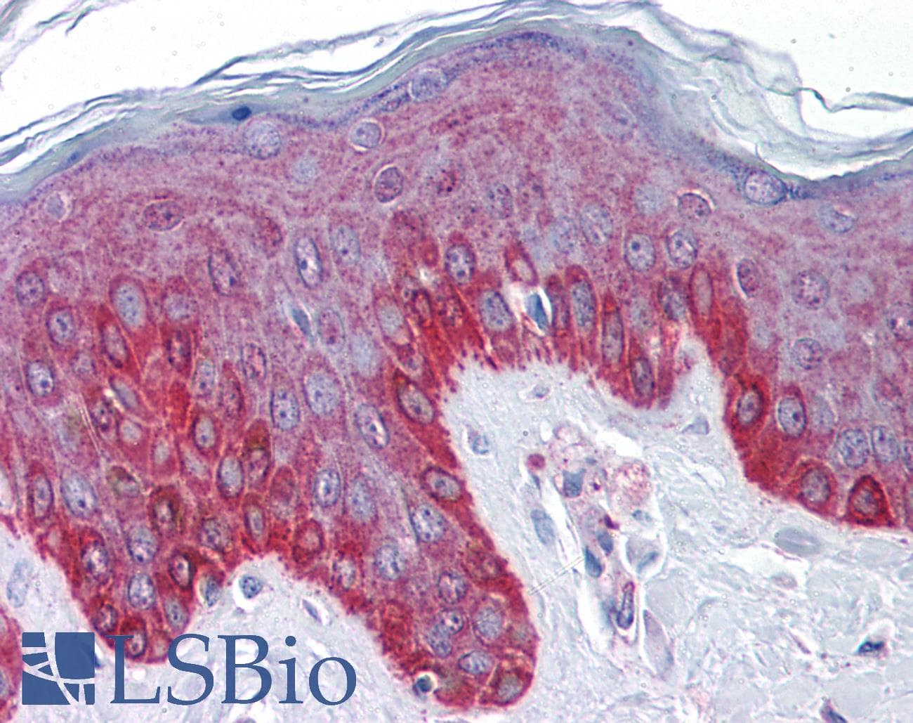 CCDC151 Antibody (C-Terminus)