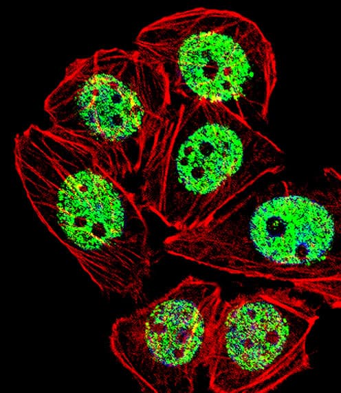 BF1 / FOXG1 Antibody (aa225-252)