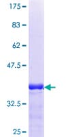 Human CRY2 Protein (Recombinant GST, N-terminus)