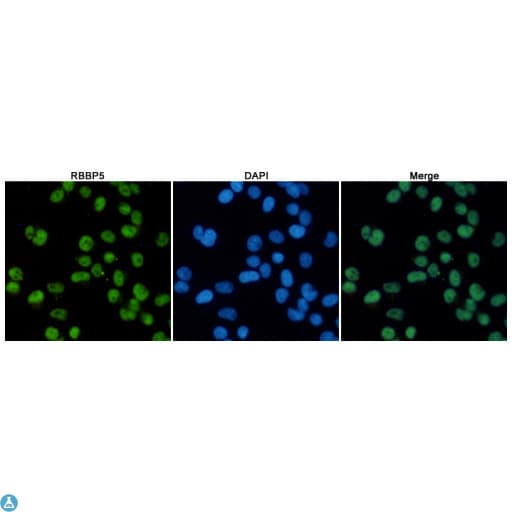RBBP5 Antibody