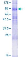 Human HRH1 / Histamine H1 Receptor Protein (Recombinant GST)