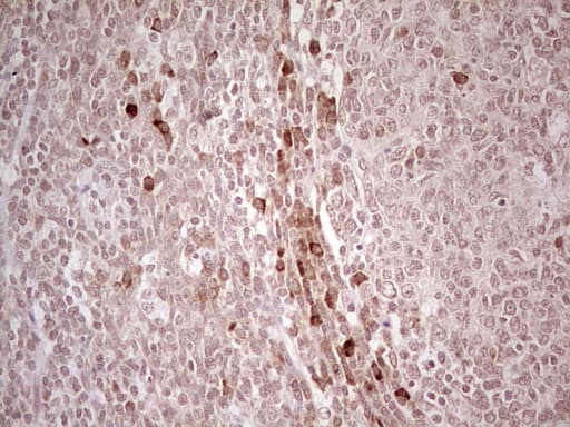 IDO2 / INDOL1 Antibody (clone OTI19F8)