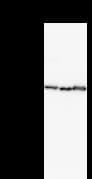 HDLBP / Vigilin Antibody (clone 2404C3a)