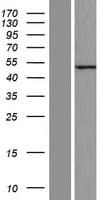Human C12orf56 Protein (Over-Expression Lysate Myc-DDK (Flag))