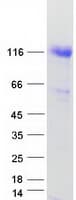 Human UBA1 / UBE1 Protein (Recombinant Myc-DDK (Flag))