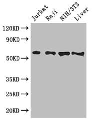 CDC25B Antibody