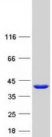 Human FAM118B Protein (Recombinant Myc-DDK (Flag))