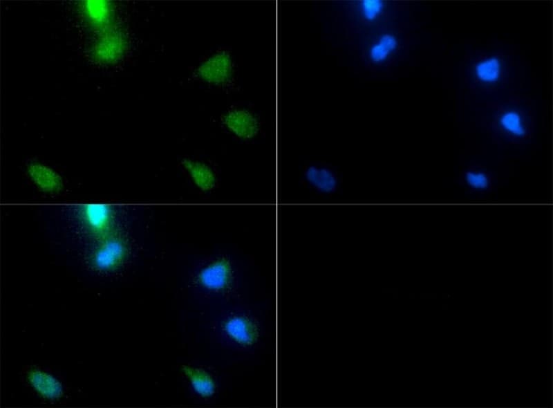 NIX / BNIP3L Antibody (DY488)