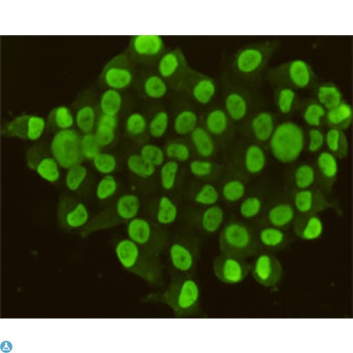 CDX2 Antibody