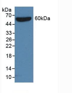 S-Tag Antibody