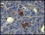 CD68 Antibody