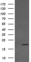RAB30 Antibody (clone OTI1D3, Carrier-free)