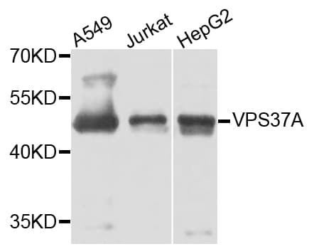 PathPlus™ VPS37A Antibody