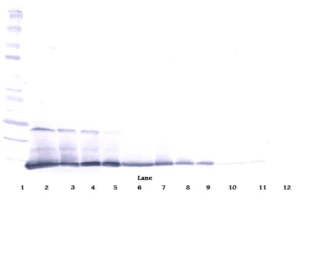 Polyclonal Rabbit anti-Mouse IL5 Antibody (WB)