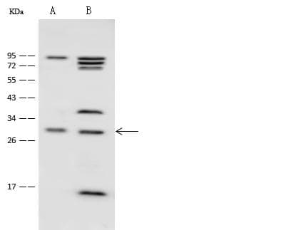SPRY1 / Sprouty 1 Antibody (Preservative Free)