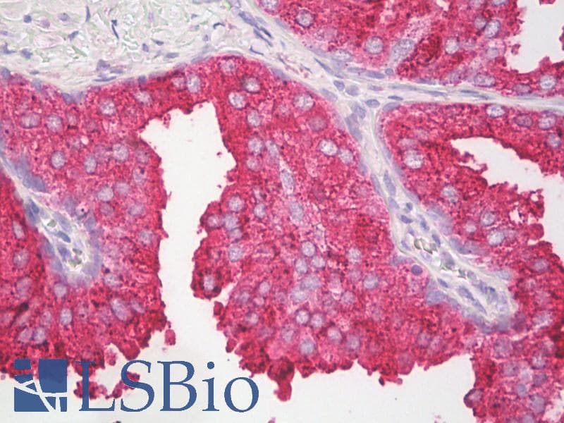 Polyclonal Rabbit anti-Human IL27 Antibody (C-Terminus, IHC, WB)