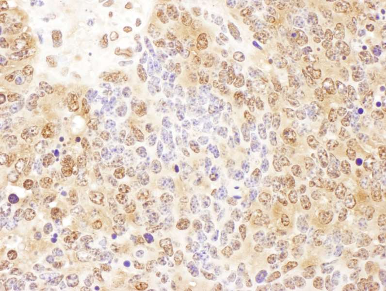 PTGES3 / p23 Antibody (aa110-160)