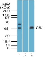IHC-plus™ GFI1 Antibody (aa280-330)