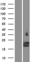 GYPC / Glycophorin C Protein (Over-Expression Lysate Myc-DDK (Flag))