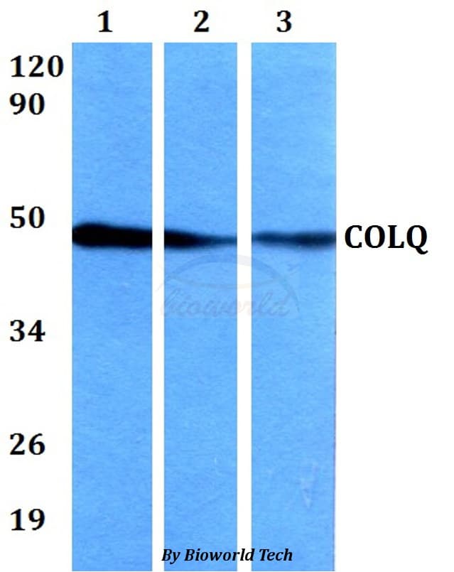 COLQ Antibody