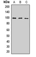 TLR3 Antibody