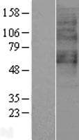 GPR65 / TDAG8 Protein (Over-Expression Lysate Myc-DDK (Flag))