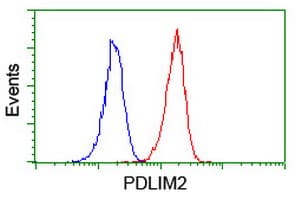 PDLIM2 / SLIM Antibody (clone OTI14D9)