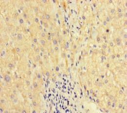 WAC Antibody