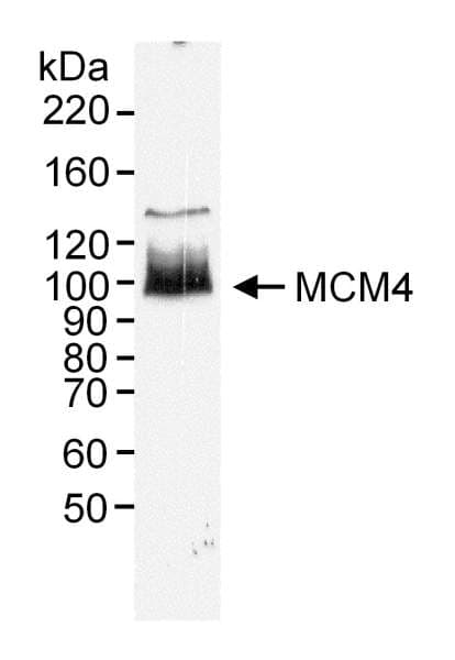 MCM4 Antibody (aa750-800)