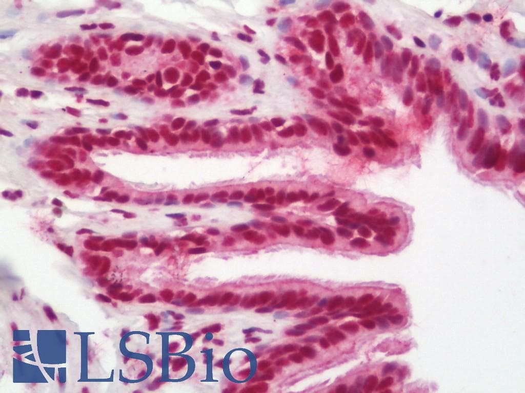 IHC-plus™ Polyclonal Rabbit anti-Human AML1 / RUNX1 Antibody (aa242-291, IHC, WB)