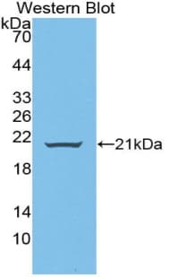 WNT11 Antibody (aa204-349)