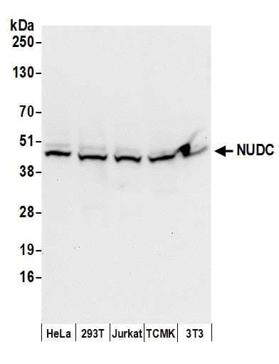 NUDC Antibody (aa281-331)