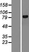 Human MMP9 / Gelatinase B Protein (Over-Expression Lysate Myc-DDK (Flag))