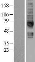 SLC5A6 / SMVT Protein (Over-Expression Lysate Myc-DDK (Flag))