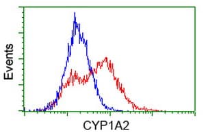 Monoclonal Mouse anti-Human CYP1A2 Antibody (clone OTI2E9, WB)