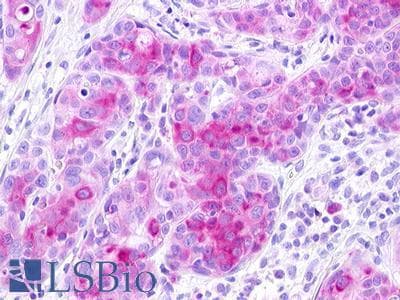 PathPlus™ GPR25 Antibody (C-Terminus)