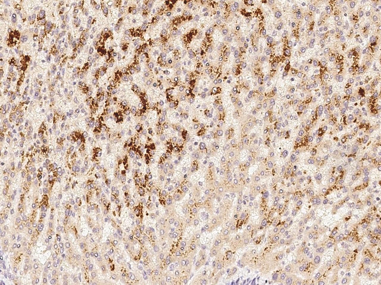 AMBP Antibody (clone 11, Preservative Free)