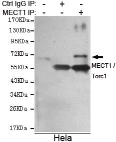 CRTC1 / MECT1 / TORC1 Antibody