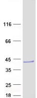 Human DCUN1D3 Protein (Recombinant Myc-DDK (Flag))