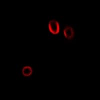 Polyclonal Rabbit anti-Human CLPS / Colipase Antibody (IF, WB)