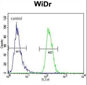 Polyclonal Rabbit anti-Human NARS Antibody (aa24-53, IHC, WB)