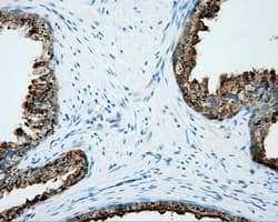 NME4 Antibody (clone OTI2G1)