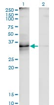 Monoclonal Mouse anti-Human CD30L / CD153 Antibody (clone 2E11, WB)