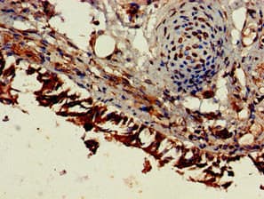 ESM1 / Endocan Antibody
