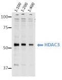 HDAC3 Antibody (clone 3G6)