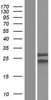 NUP62CL Protein (Over-Expression Lysate Myc-DDK (Flag))