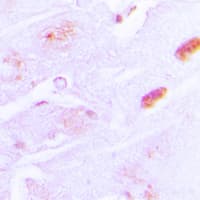 Polyclonal Rabbit anti-Human IAPP / Amylin Antibody (N-Terminus, IHC, IF, WB)
