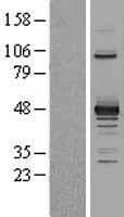 Human PDK2 Protein (Over-Expression Lysate Myc-DDK (Flag))